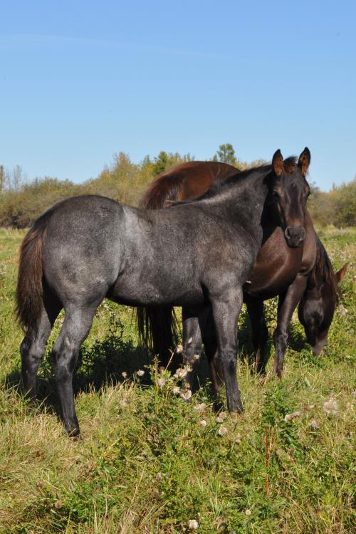 Sold - 16 May 16, AQHA, Blue Roan, Colt (My Brand a Music) X (Commands Queen)